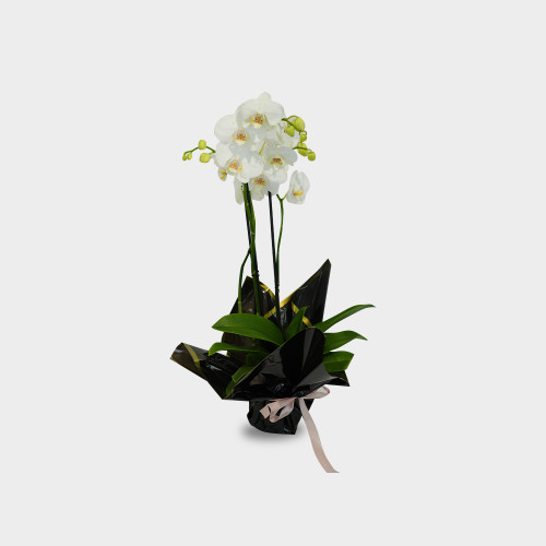 Buqeta Natyrale